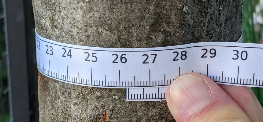 measuring tape wrapped around a tree